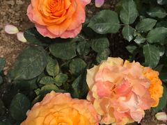 -人民公园(罗湖区)