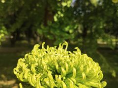 -国家植物园