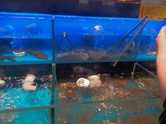 -苏格里岛自助烤肉海鲜火锅(成都金牛万达店)