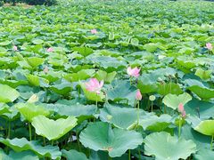 -荷塘月色湿地公园·向阳花洲