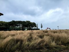 -贡湖湾湿地公园