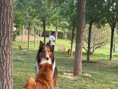 -爪吧宠物乐园 (温榆河示范区店)