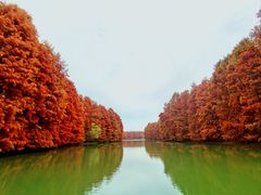 -上海海湾国家森林公园