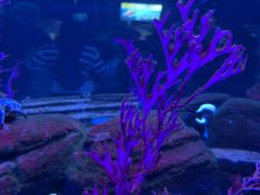 -瑞普利水族馆