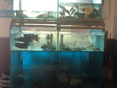 水产区-老鳖私房菜(常青花园店)