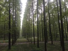 -黄海国家森林公园