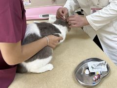 -艾贝尔宠物医院 ·内科全科(梁溪路店)