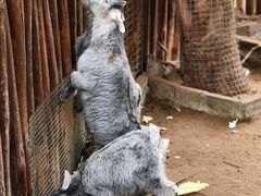 -呀路古热带植物园