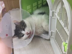 -A猫a狗全科·犬猫异宠·芥西宠物医院(南开总院)