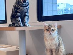 -有喵·猫咖·狗咖·30几只猫10只小狗(岗厦店)