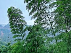 -中国大竹海景区