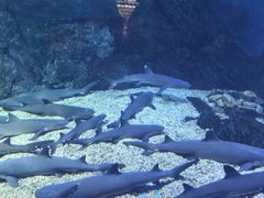 -烟台海昌鲸鲨海洋公园