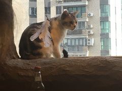 -猫猫幼稚园·撸猫·桌游·电玩