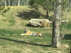 -北京野生动物园