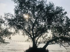 -宝安西湾红树林湿地公园