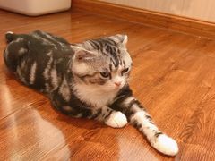 -绒爪撸猫下午茶·猫咖