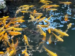 -南宫五洲植物乐园