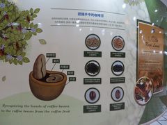 -巴厘岛黄金金兔咖啡工厂