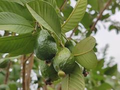 -侯臣咖啡文化村