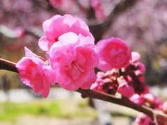 -国家植物园