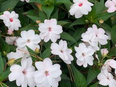 -黑龙江省森林植物园