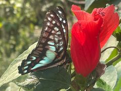-中国科学院西双版纳热带植物园