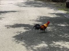 -云南勐巴娜西珍奇园