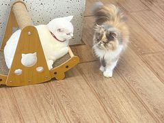 -有猫主题·治愈系猫咖(曾厝垵店)