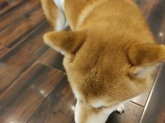 -豆柴町-柴犬主题狗咖(红鼎国际C座店)