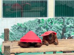 -西霞口神雕山野生动物世界