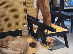 -琪喵猫屋·撸猫猫咖·猫舍