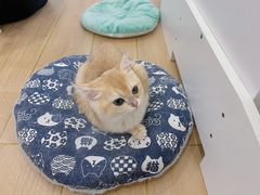 -猫域·湾主题猫咖·宠物吧(南坪城市广场店)