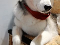 -Husky Go! 哈士奇体验馆·宠物咖啡厅狗咖