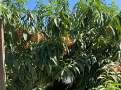 -樂桃源奉贤黄桃种植采摘基地