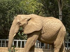 -石家庄市动物园