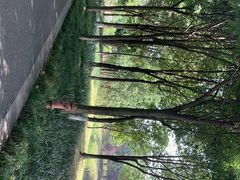 -眉山湿地公园(东坡区)