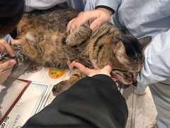 -四月宠物医院·猫专科·心脏专科·内科(转塘店)
