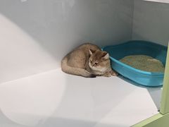 -小呆的宠物店·宠物售卖·宠物寄养(城西店)