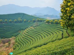 -龙坞茶村