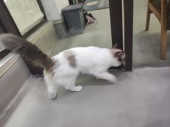 -贝利宠物医院·骨科·眼科·肿瘤转诊中心(南坪诊疗中心)