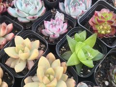 -万商花鸟市场