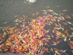 -微山湖红荷湿地景区