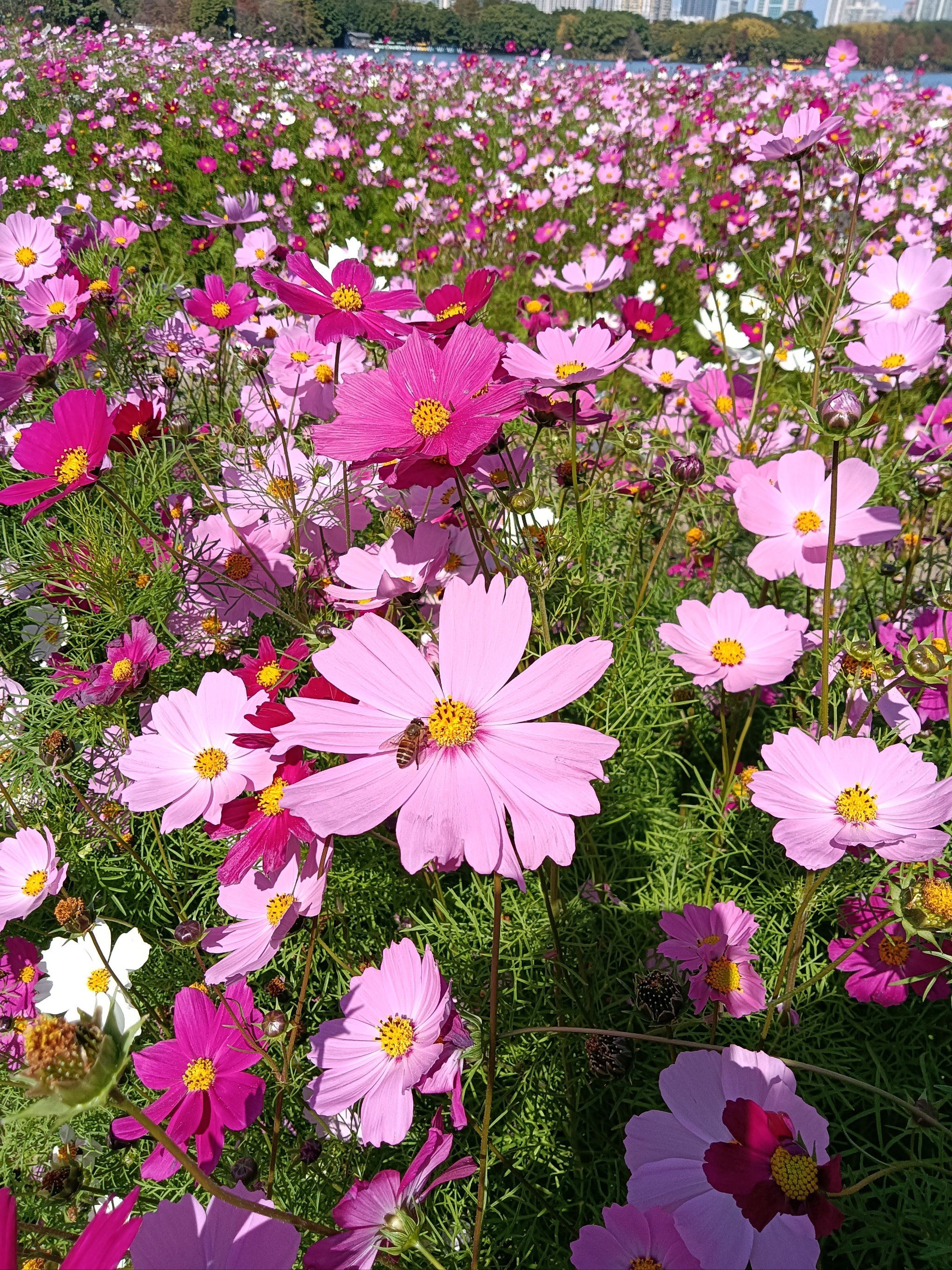 格桑花开,吸引很多蜜蜂嗡嗡嗡