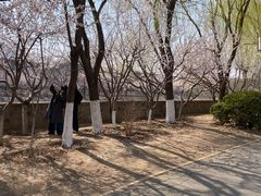 -桃花堤公园