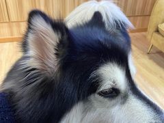 -白兔子密室(长寿路店)