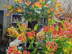 -双季花艺园艺市场(浦东店)