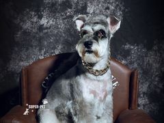 -超宠爱宠物摄影-Super pet