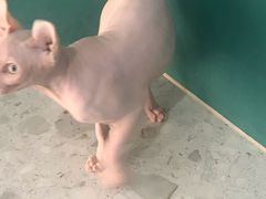 -飞行喵MR PILOT|猫舍·猫咖(静安大融城店)