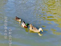 -莘庄公园