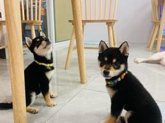 -柴犬小屋·柴餐厅·狗咖食堂(金鼎广场店)